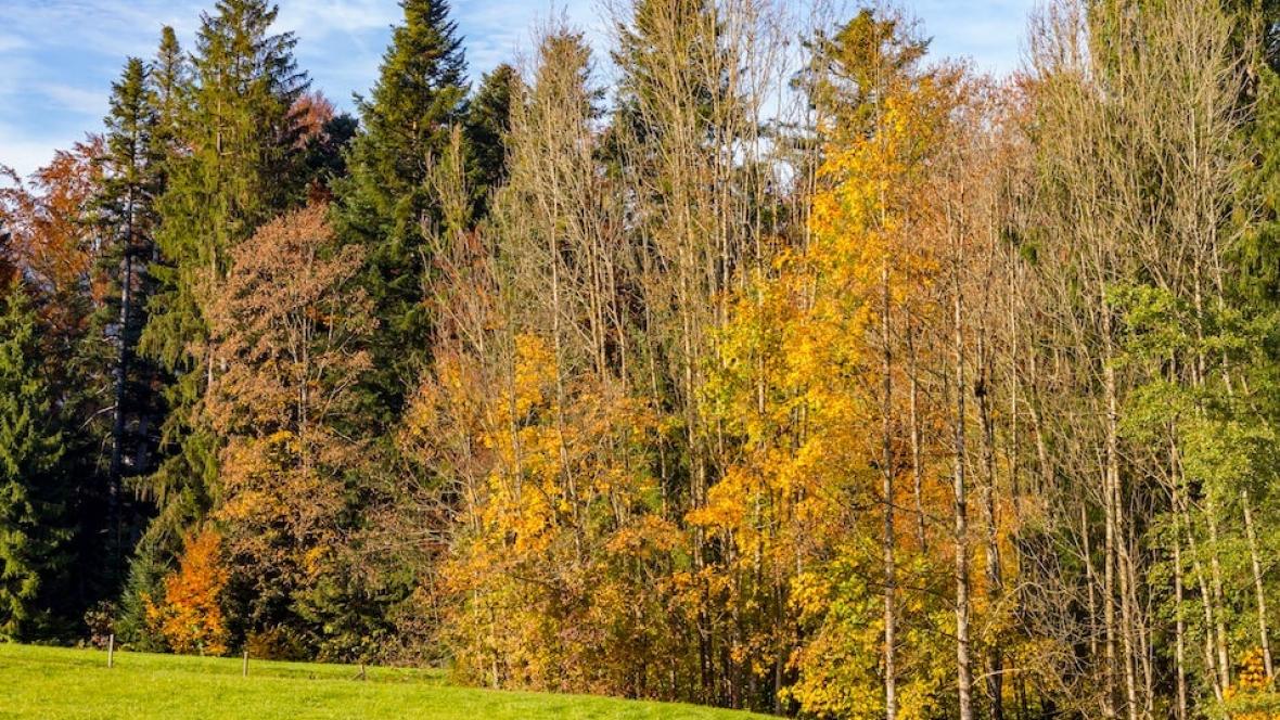 Herbstwald © fuerstentum.net